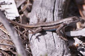 Florida scrub lizard on a log